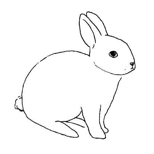 小白兔的简笔画 小白兔的简笔画图片