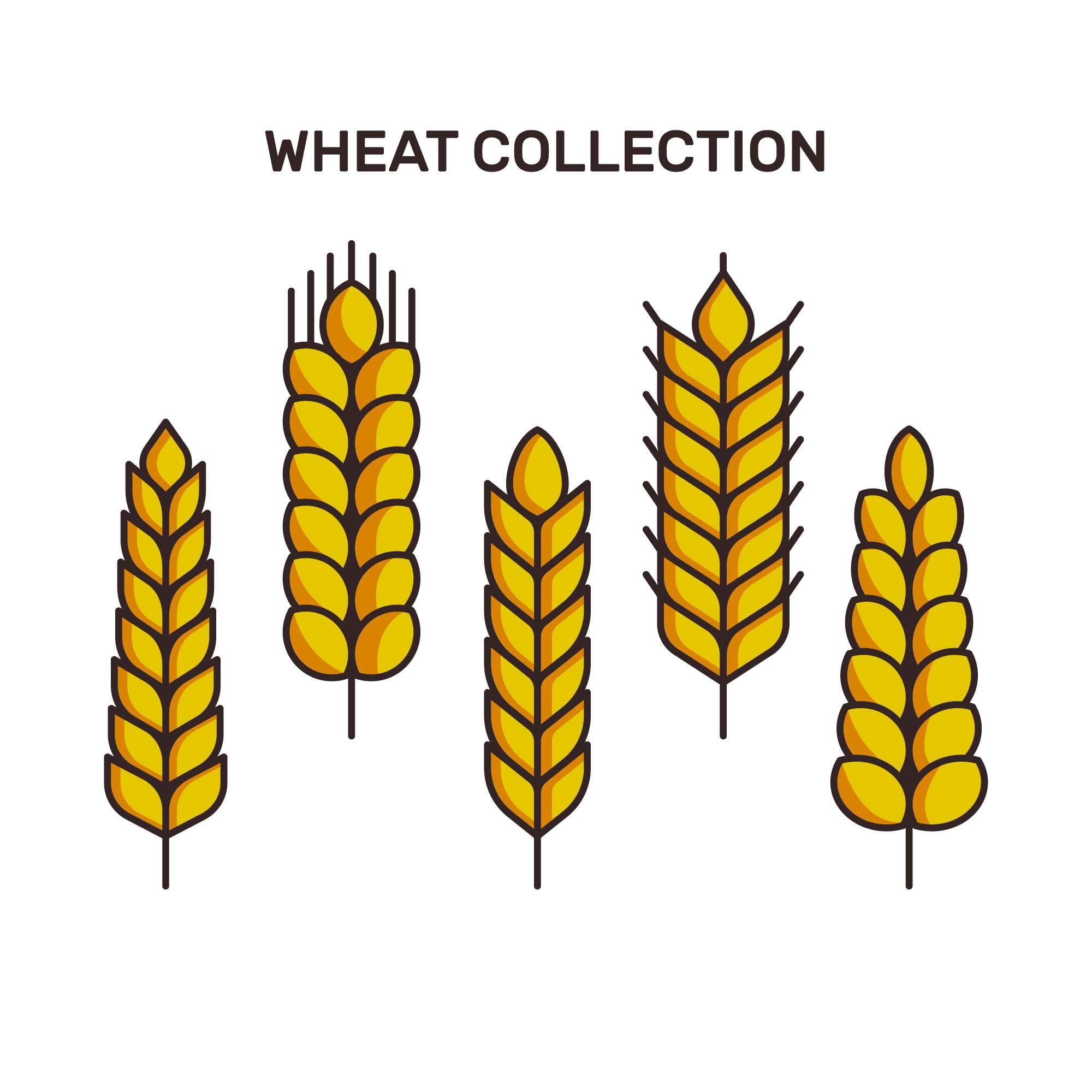 小麦简笔画 小麦简笔画图片