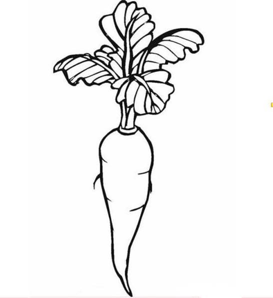 胡萝卜简笔画 胡萝卜简笔画可爱