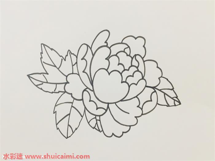 牡丹花怎么画 牡丹花简笔画图片带颜色