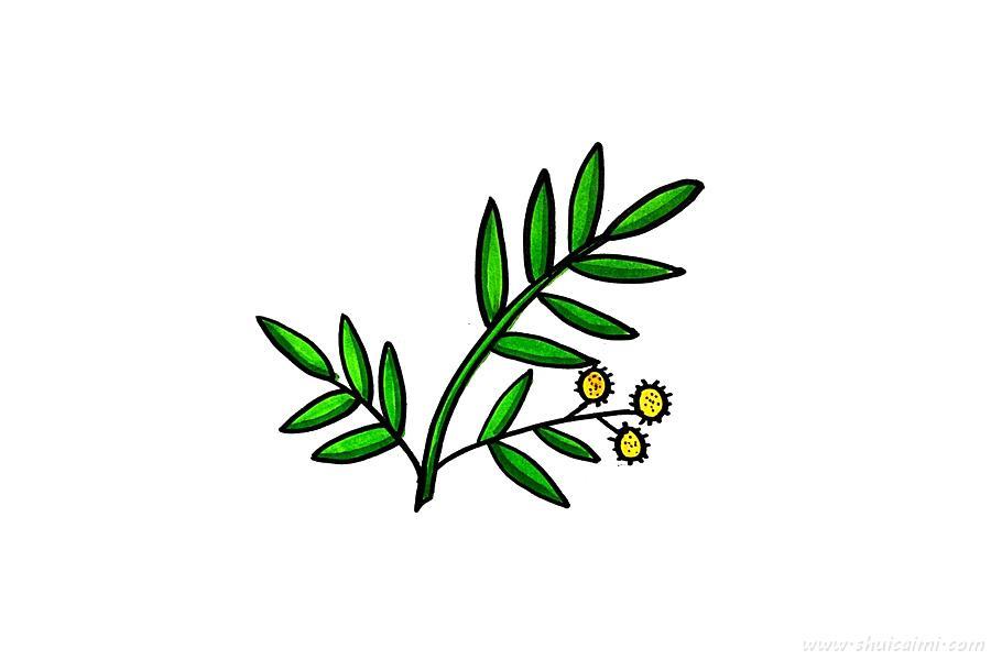 含羞草怎么画 含羞草简笔画图片大全带颜色