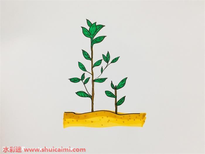 茶树怎么画 茶树简笔画图片大全带颜色