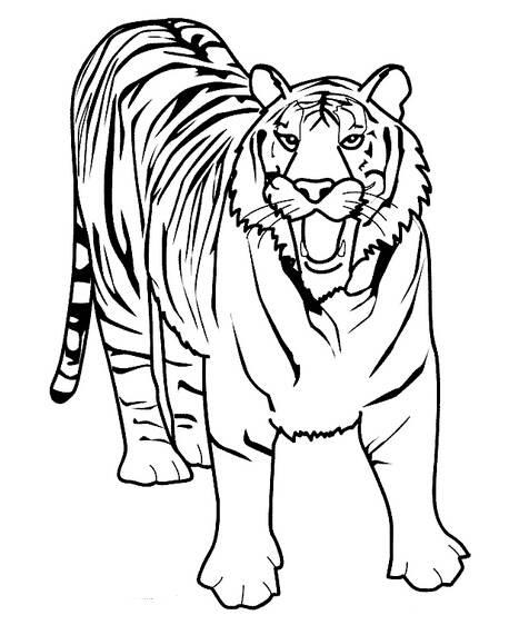 画老虎简笔画图片大全 画老虎简笔画图片大全可爱