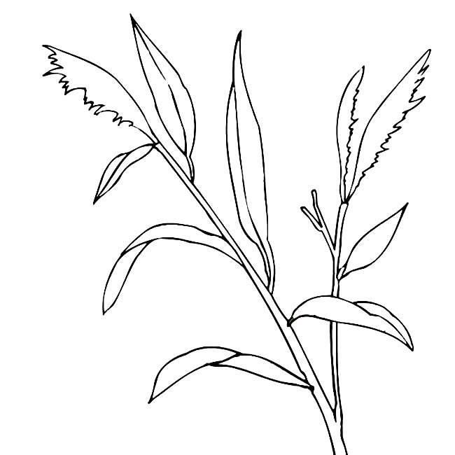 小草简笔画图片大全 小草简笔画图片大全大图彩色