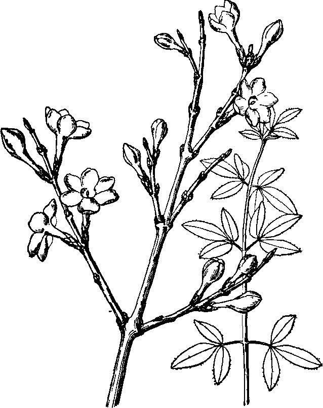 迎春花简笔画 迎春花简笔画简单又漂亮