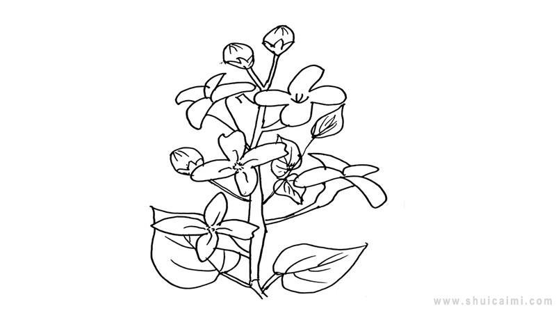 丁香结简笔画怎么画 丁香结简笔画好看