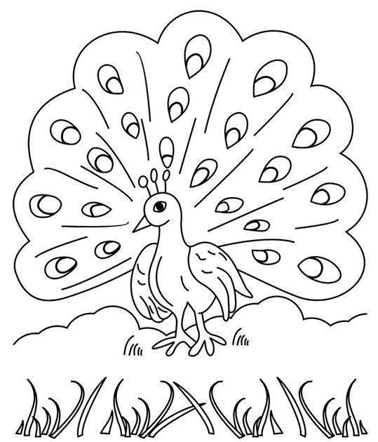 孔雀简笔画 孔雀简笔画图片大全