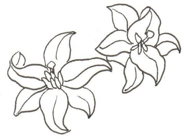 百合花的简笔画怎么画 百合花的简笔画顺序