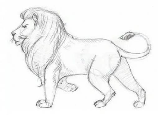 狮子简笔画 狮子简笔画图片彩色