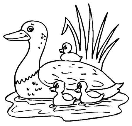 小鸭简笔画图片大全 小鸭简笔画图片大全彩色