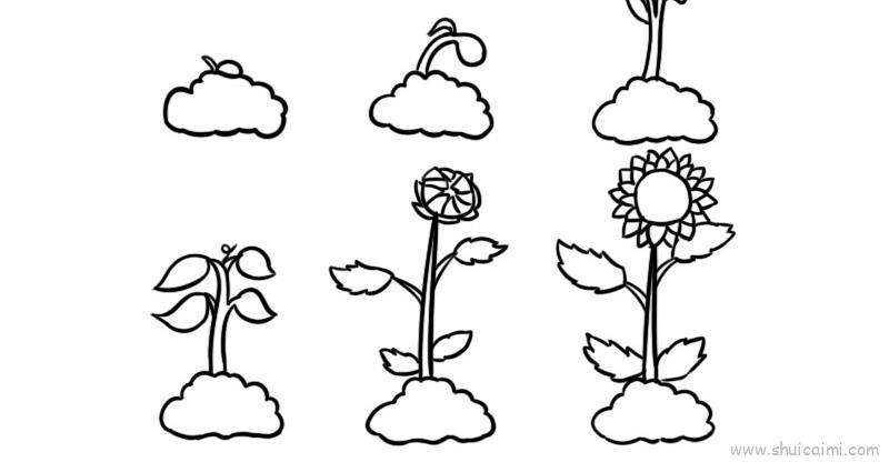 植物生长过程6张儿童画怎么画 植物生长过程6张简笔画图片大全