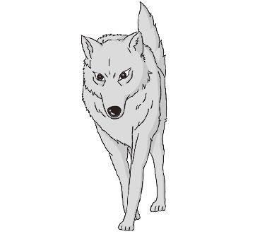 狼简笔画 狼简笔画凶残霸气