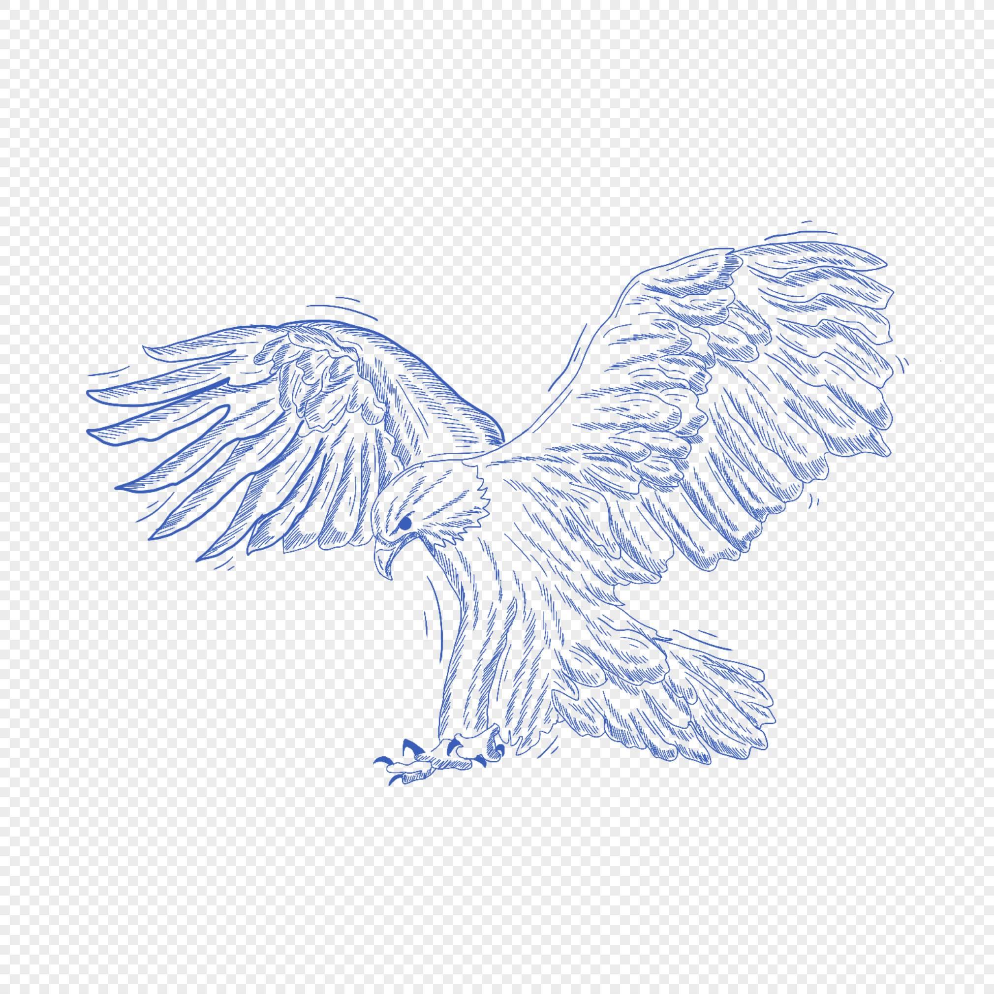老鹰的简笔画 老鹰的简笔画简单