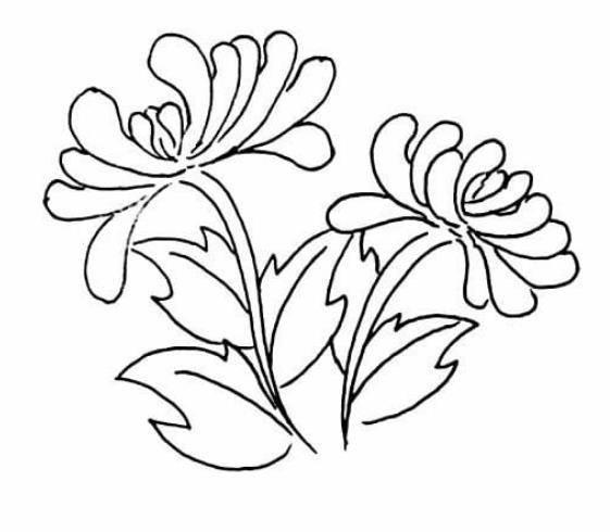 菊花叶子简笔画 菊花叶子简笔画图片