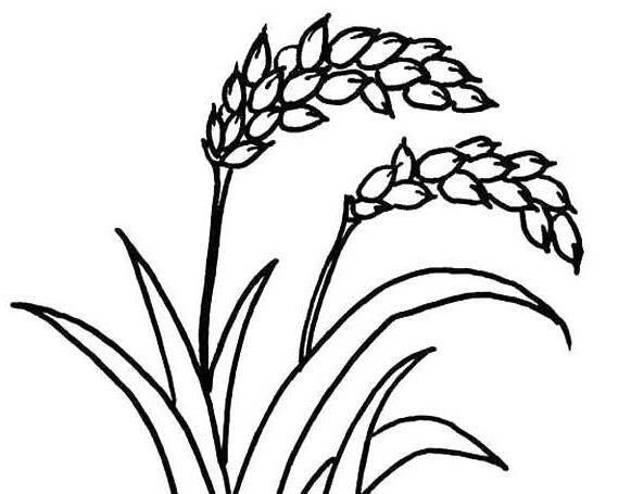 稻子简笔画 农民种稻子简笔画