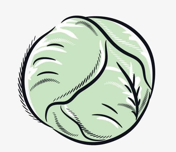 包菜简笔画 绿色尖包菜简笔画