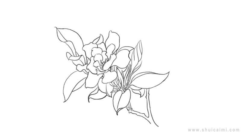 栀子花简笔画怎么画 栀子花简笔画步骤