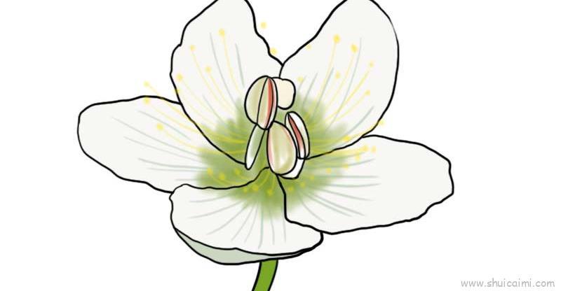 梅花草儿童画怎么画 梅花草简笔画图片