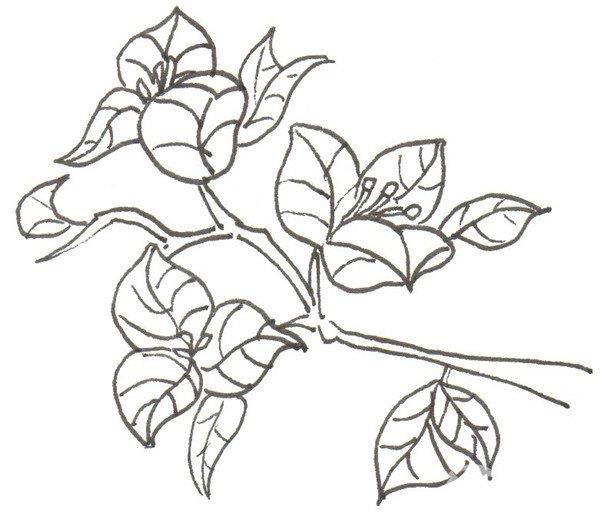 三角梅的简笔画怎么画 三角梅的简笔画好看