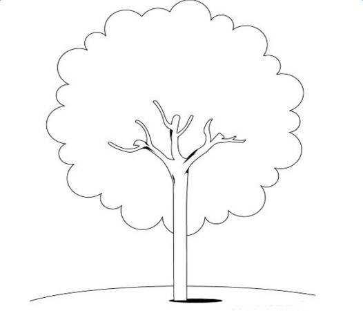 一棵大树简笔画 一棵大树简笔画松树