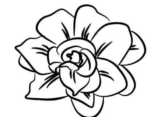 花简笔画 花简笔画图片大全