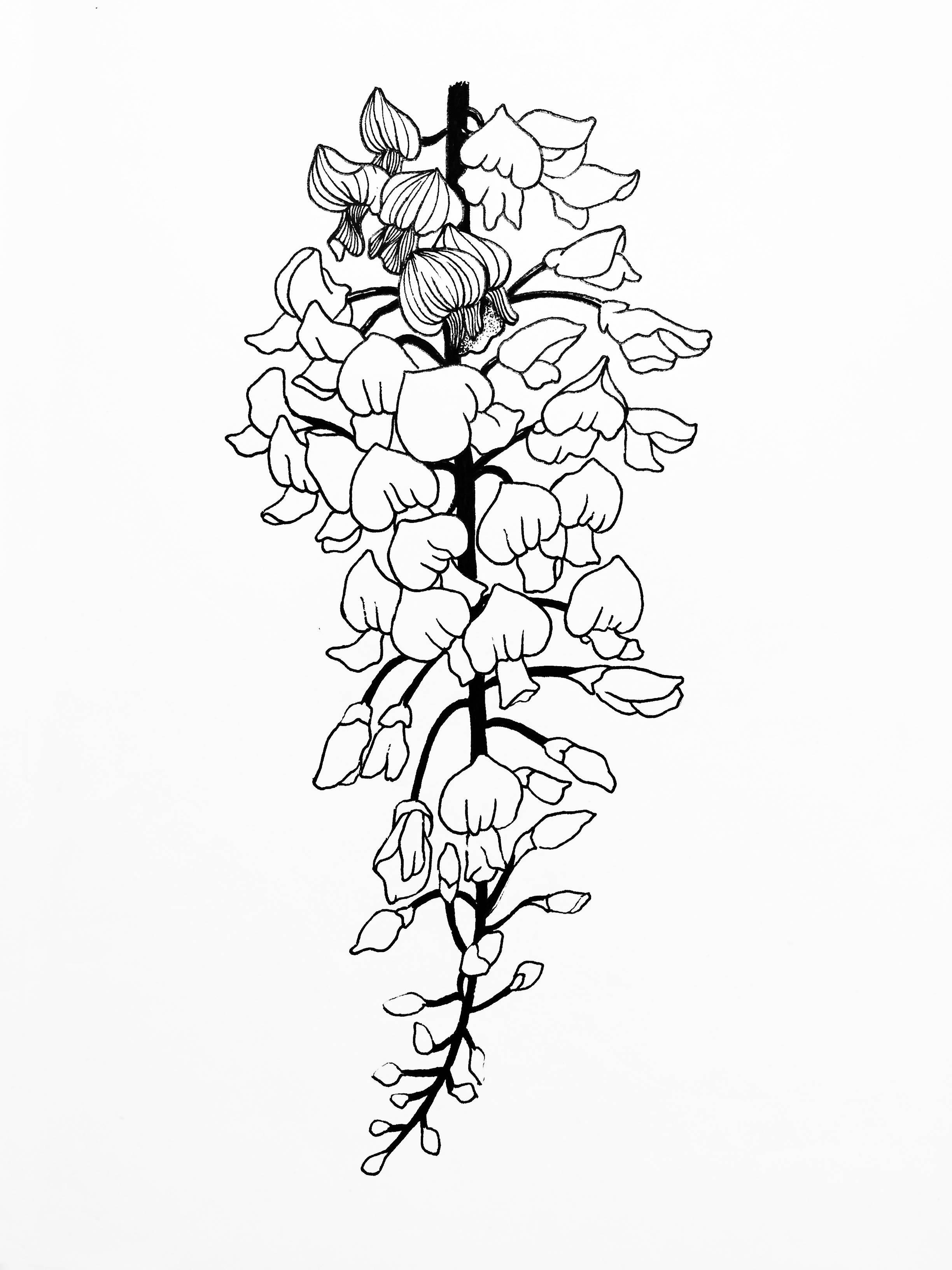 紫藤萝简笔画 紫藤萝简笔画简单又好看