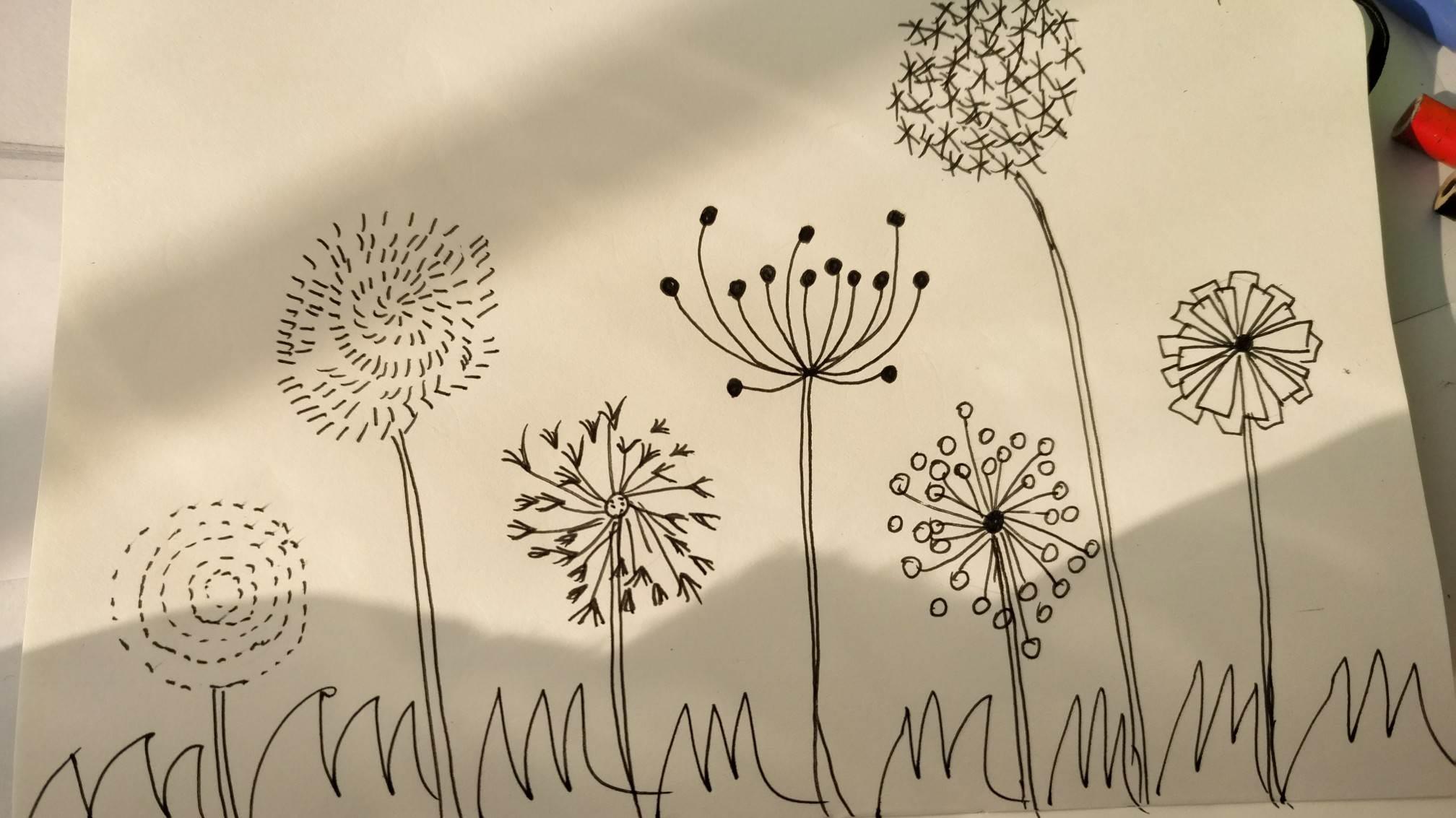 蒲公英简笔画 蒲公英简笔画彩色