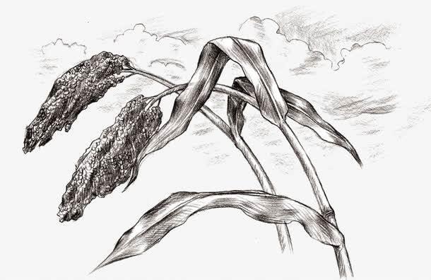 高粱简笔画 怎样画高粱简笔画