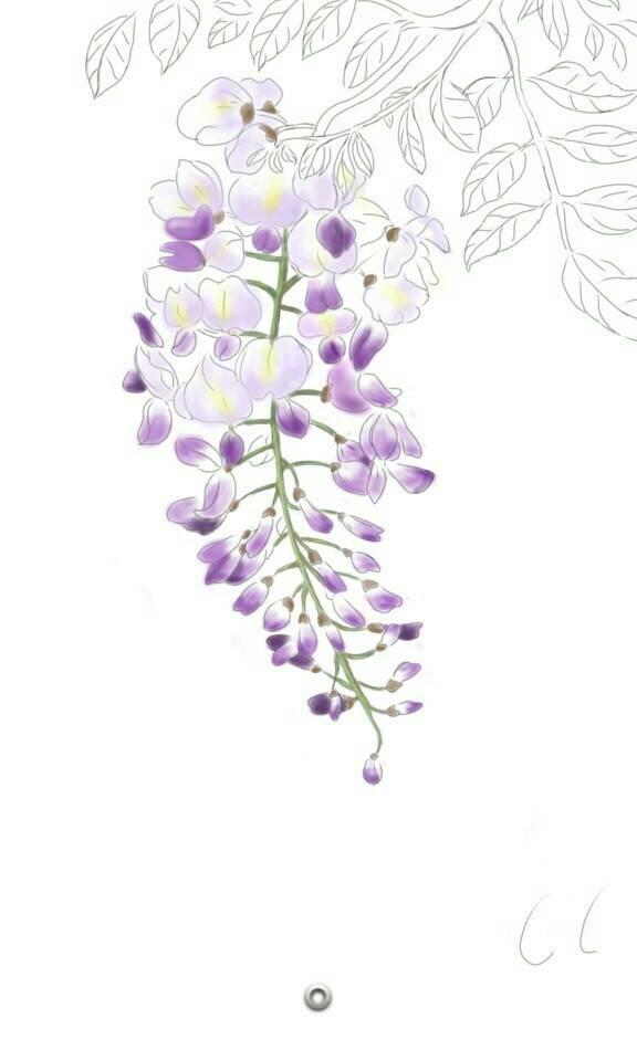 紫藤萝简笔画 紫藤萝简笔画简单又好看