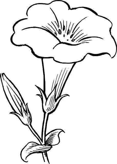 各种花简笔画图片大全 各种花简笔画图片大全大图