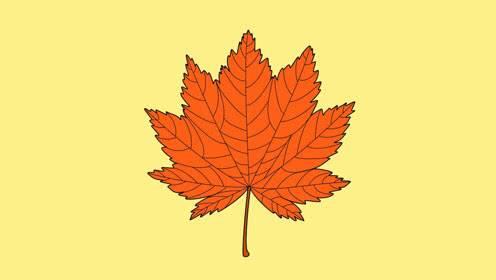 枫叶简笔画 枫叶简笔画图片大全