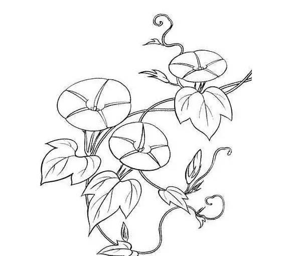 牵牛花的简笔画图片大全 牵牛花的简笔画图片大全彩色