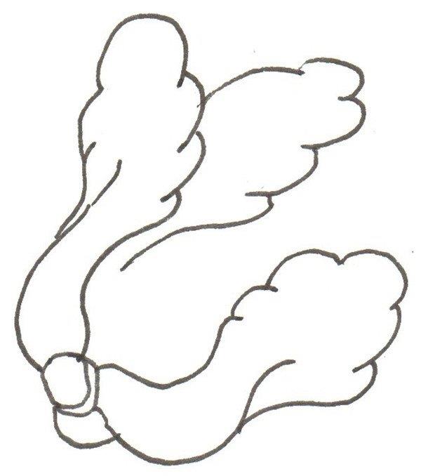 大白菜的简笔画怎么画 大白菜的简笔画图片大全