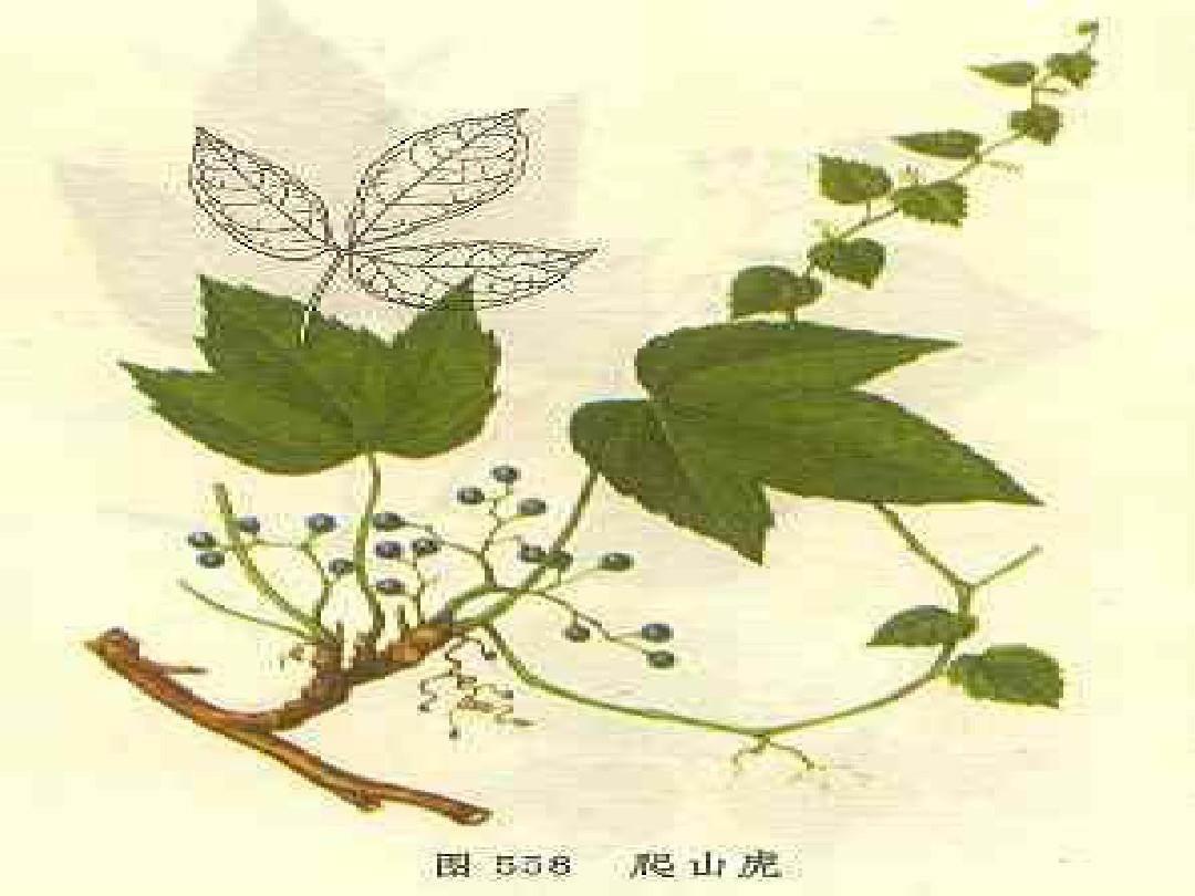 爬山虎的脚简笔画 爬山虎的脚简笔画图片