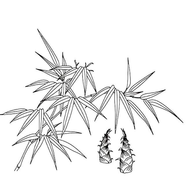 竹子简笔画 竹子简笔画好看又简单