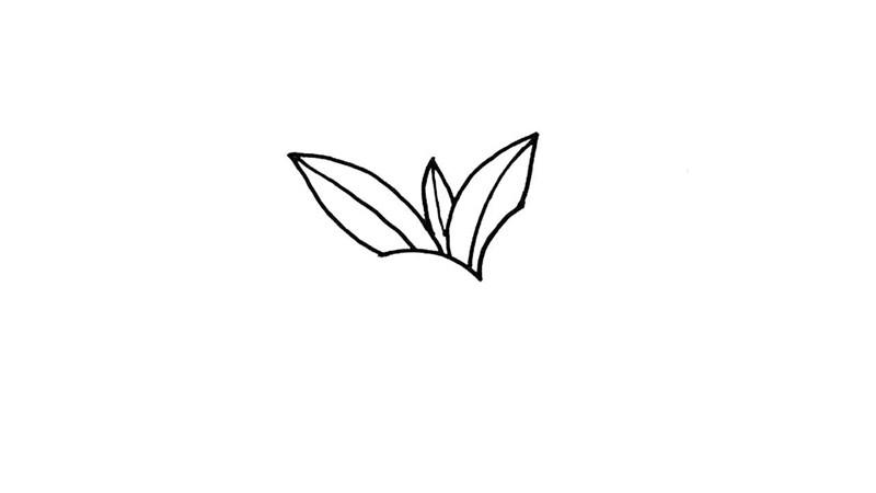 石榴如何画简笔画怎么画 石榴如何画简笔画步骤