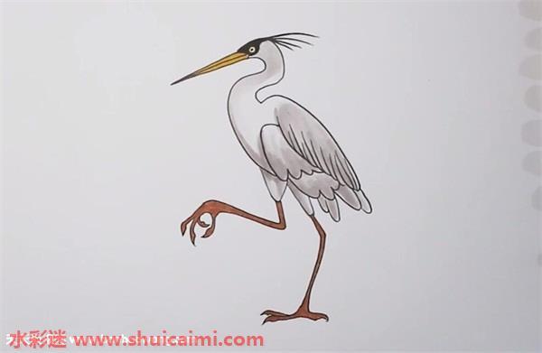 苍鹭怎么画 苍鹭简笔画彩色