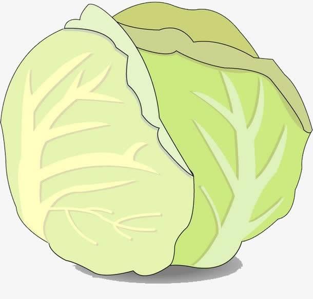 包菜简笔画 绿色尖包菜简笔画