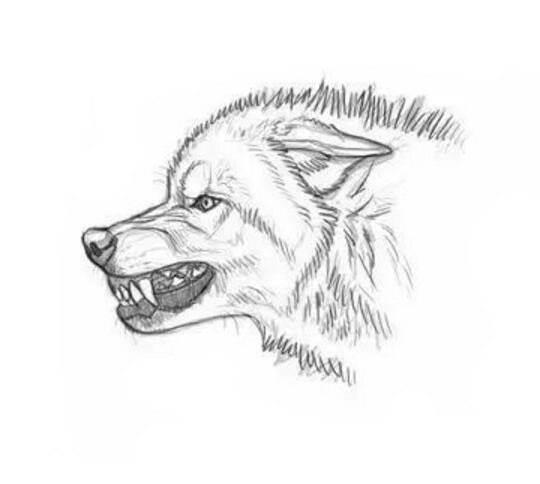 狼简笔画 狼简笔画儿童画