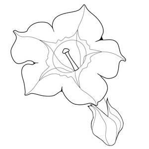 烟草花简笔画 烟草花简笔画简单又漂亮