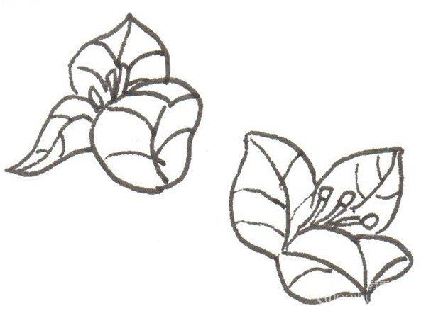 三角梅的简笔画怎么画 三角梅的简笔画好看