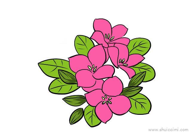 长寿花儿童画怎么画 长寿花简笔画图片