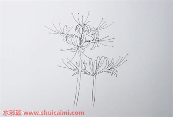 彼岸花怎么画 彼岸花简笔画图片带颜色