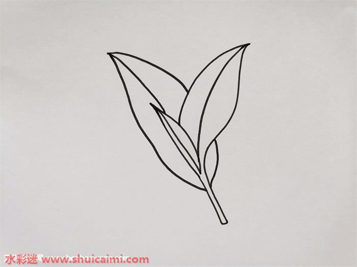 茶叶怎么画 茶叶简笔画漂亮卡通