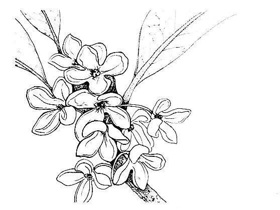 桂花简笔画 桂花简笔画图片