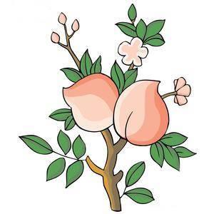 桃树简笔画图片大全 桃树简笔画图片大全集彩色