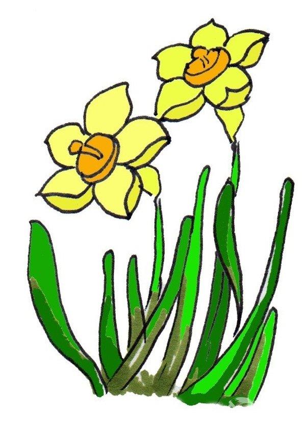 水仙花的简笔画怎么画 水仙花的简笔画步骤