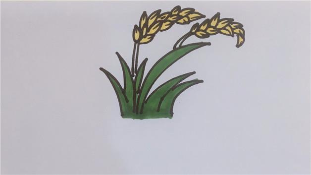 水稻简笔画怎么画 水稻简笔画图片大全