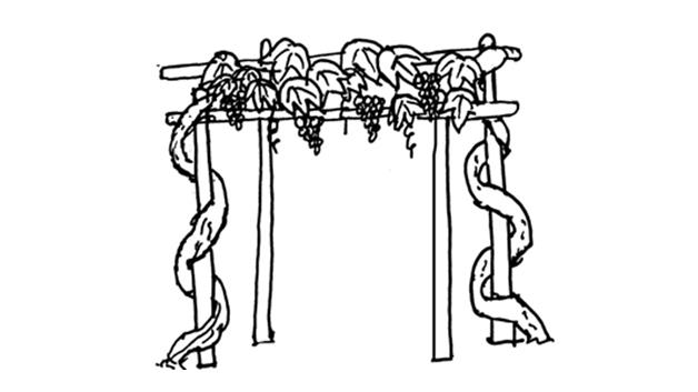 葡萄架简笔画怎么画 葡萄架简笔画画法