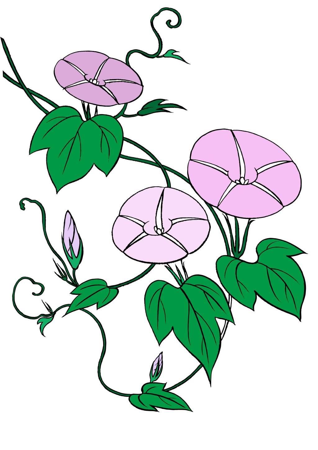 牵牛花的简笔画图片大全 牵牛花的简笔画图片大全彩色